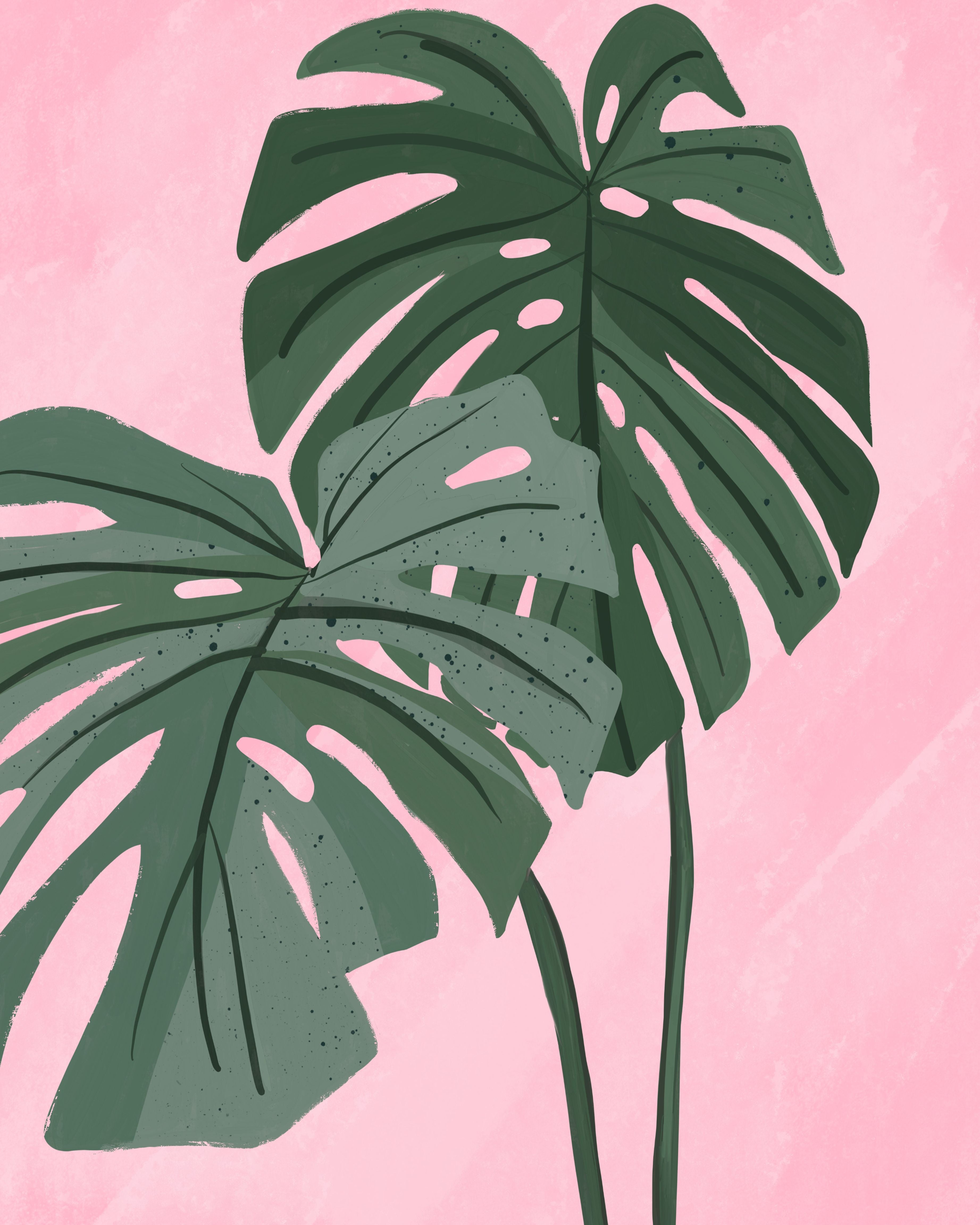 Blush Tropics - Monstera Botanical - Stretched Canvas